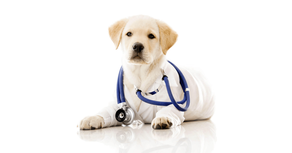 Pet Therapy